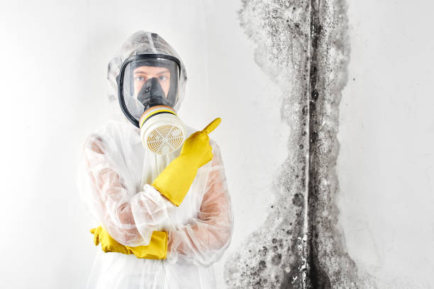 Why You Should Choose Our Mold Remediation Services in New Cassel, NY